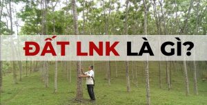 LNK Là Đất Gì?